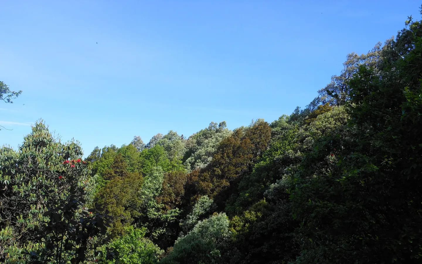 Oak forest habitat in Binsar Wildlife Sanctuary