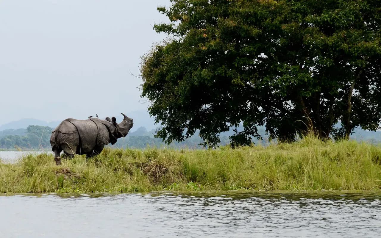 Assam Travel Guide travel scene in India