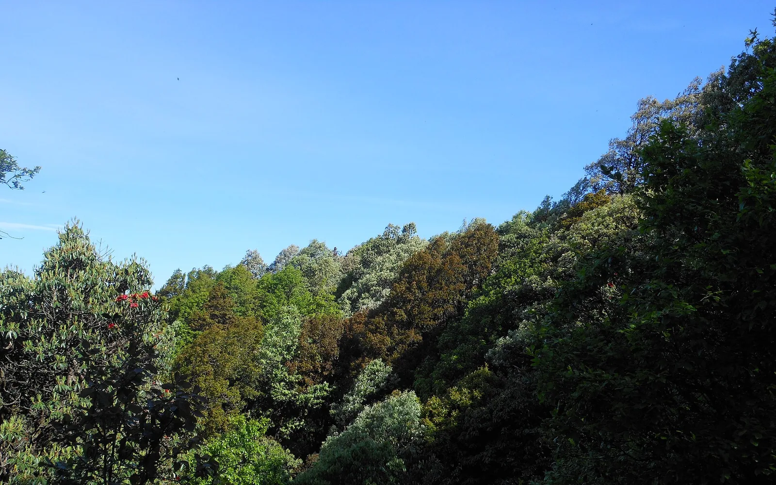 Oak forest habitat in Binsar Wildlife Sanctuary