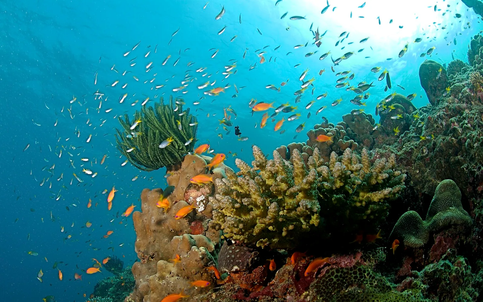Andaman & Nicobar Islands Travel Guide travel scene in India