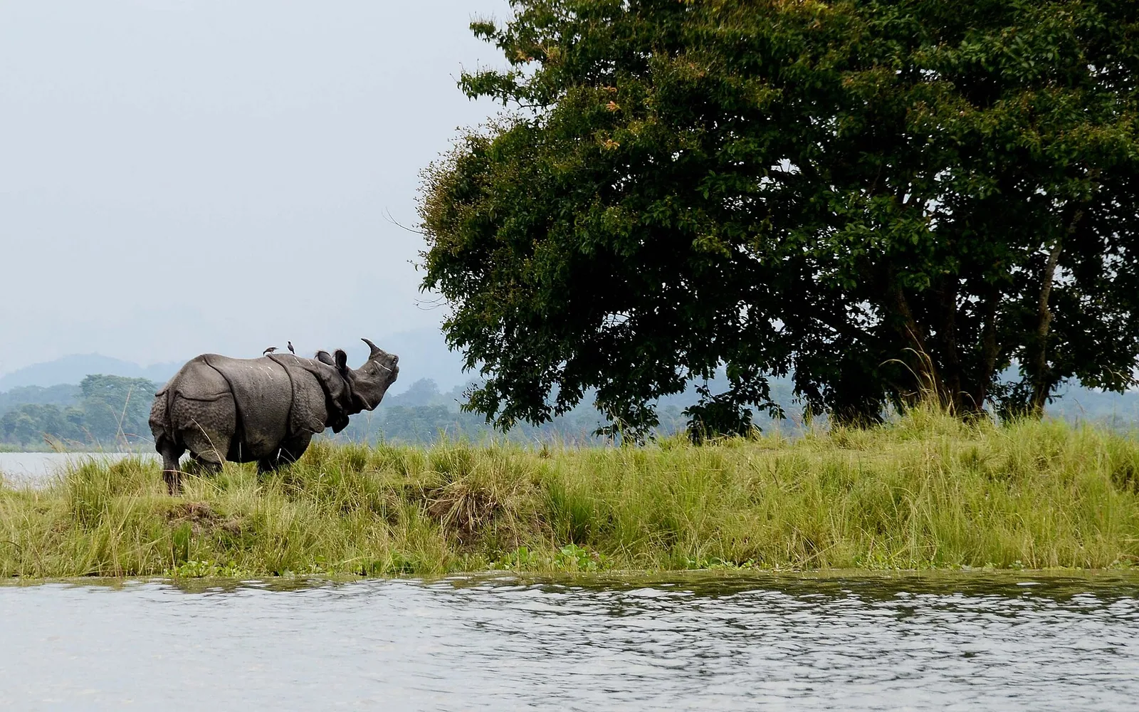 Assam Travel Guide travel scene in India